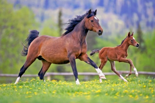 Picture of Bay Mare Horse  and Foal galloping together in spring meadow