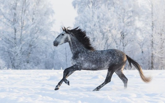 Picture of Purebred horse galloping across a winter snowy meadow