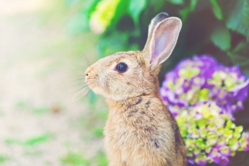 Afbeeldingen van Rabbit in front of a hydrangea bush