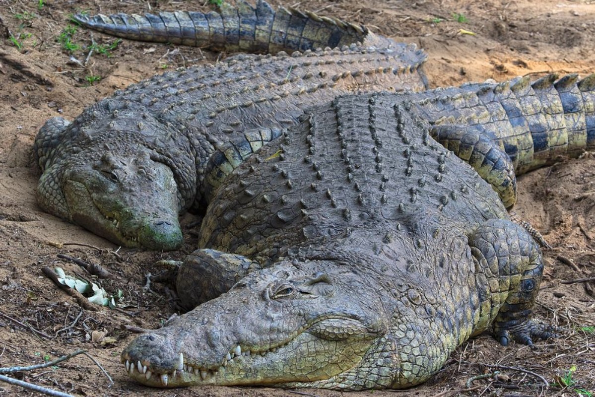 Bild på Couple of crocodiles having a rest at kruger national park