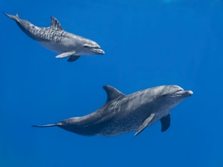 Picture of Dolphins family baby and mother swimming in water of the blue