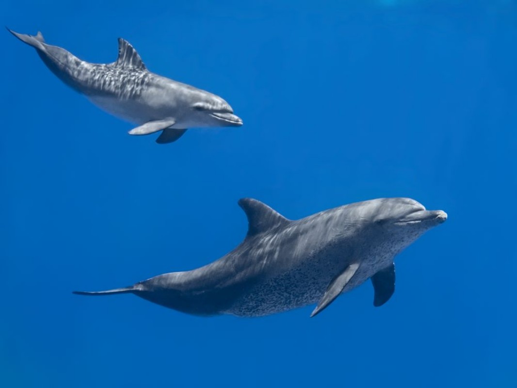 Image de Serene Dolphins