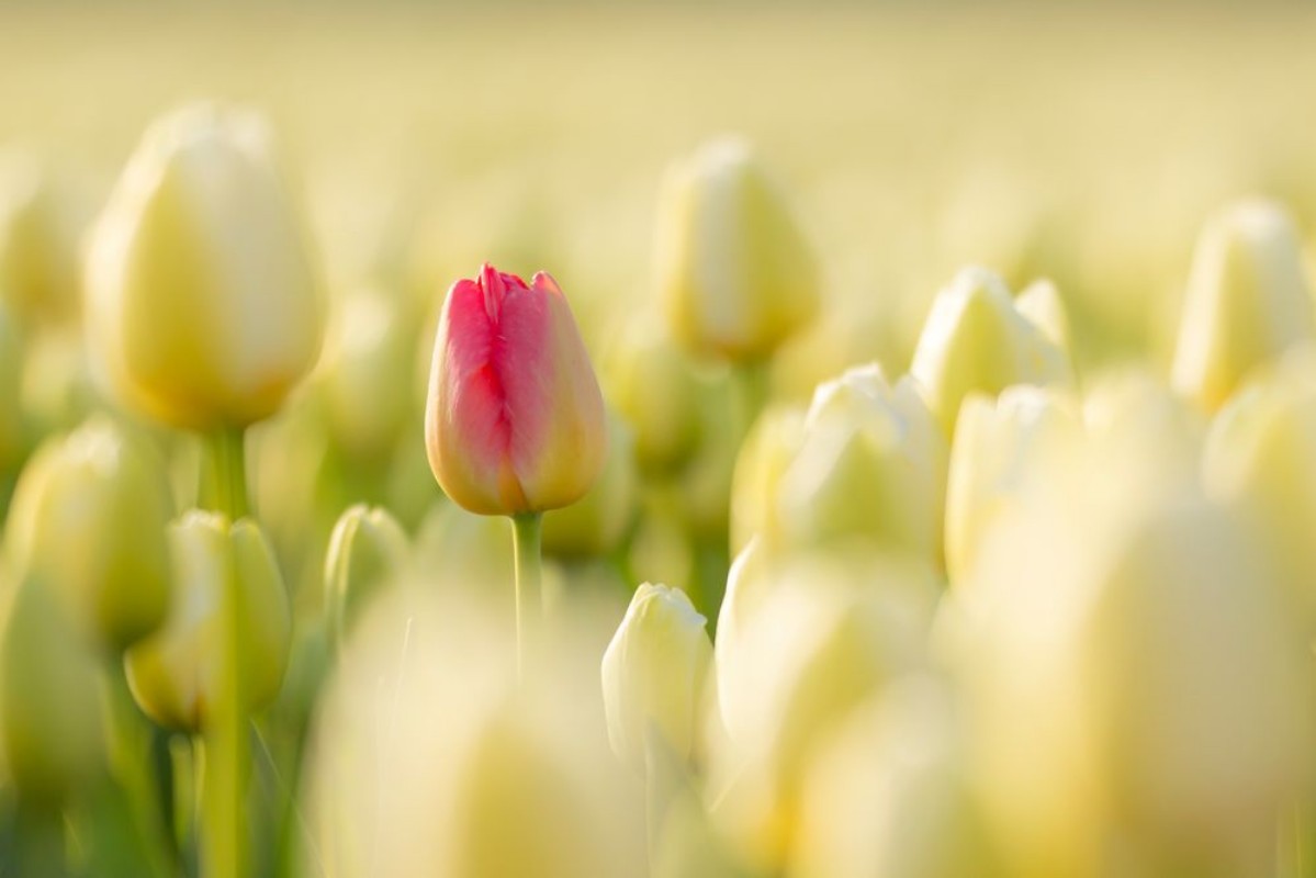 Afbeeldingen van One red Dutch tulip