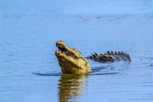 Afbeeldingen van Nile crocodile in Kruger National park South Africa