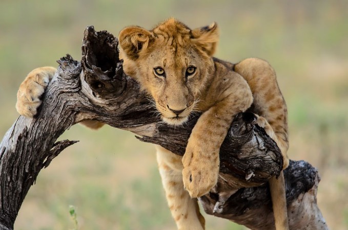 Bild på Young lion hanging out