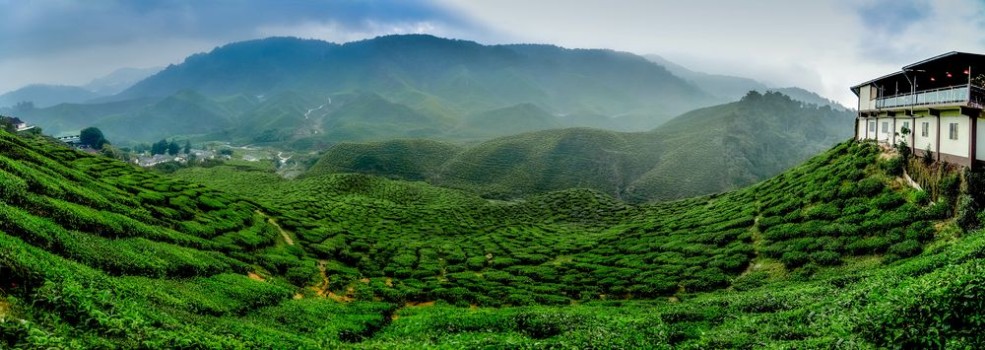 Bild på Wide view the beautiful tea plantation at Cameron Highland Malaysia Hill curve and slope with fog cloudy sky with cropped image restaurant