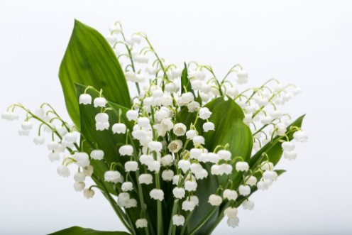 Picture of Lily of the Valley Convallaria Majalis isolated on white