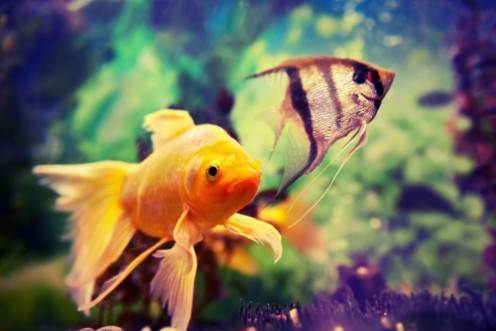 Afbeeldingen van Colorful fishes in aquarium