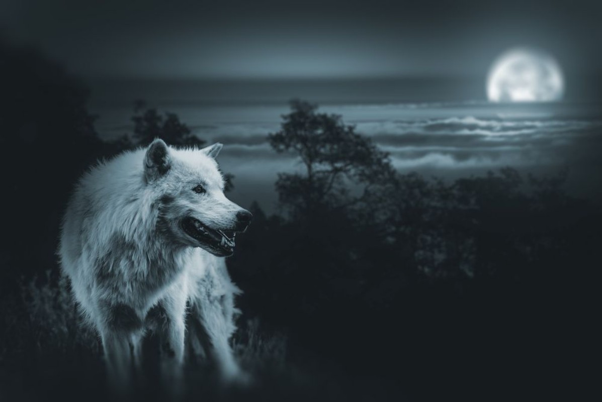 Afbeeldingen van Full Moon Wolf Hunt
