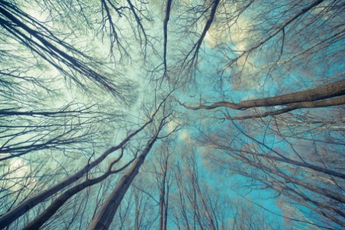 Picture of Trees Web Background