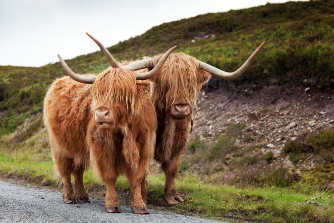 Afbeeldingen van Scottish Cow V