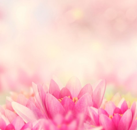 Image de Water Lily Background
