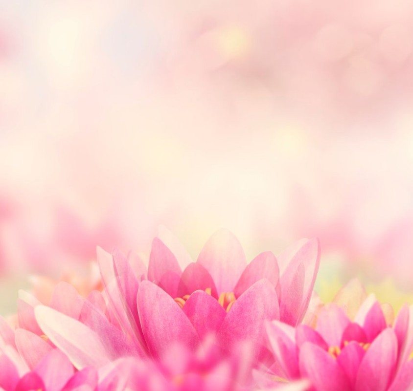 Image de Water Lily Background