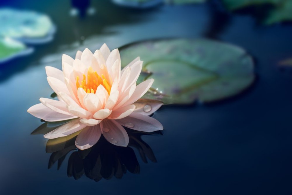 Picture of A beautiful pink waterlily or lotus flower in pond
