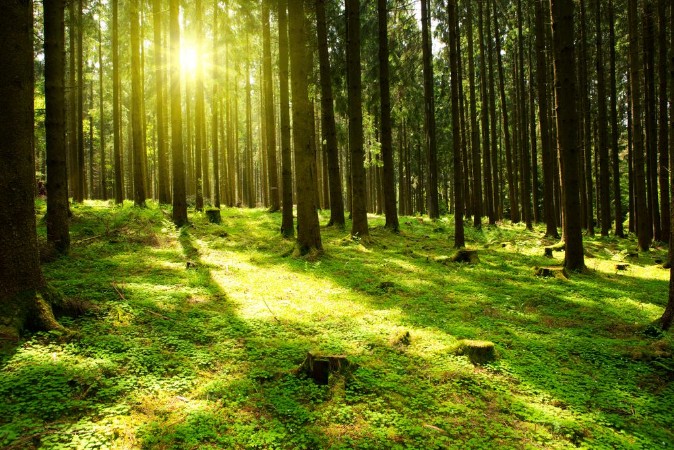 Afbeeldingen van Sunlight in the green forest