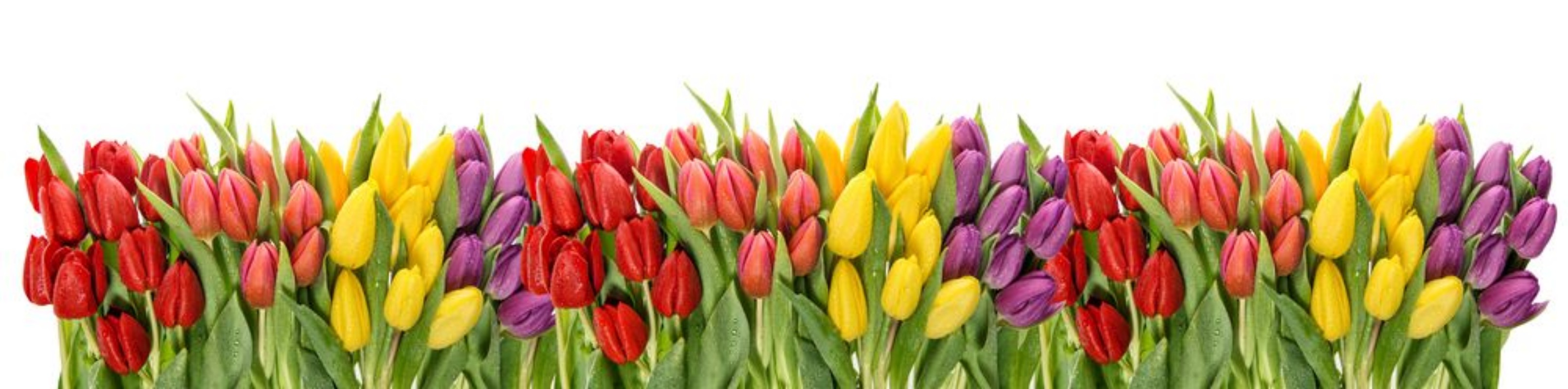 Afbeeldingen van Fresh spring tulips water drops Flower border