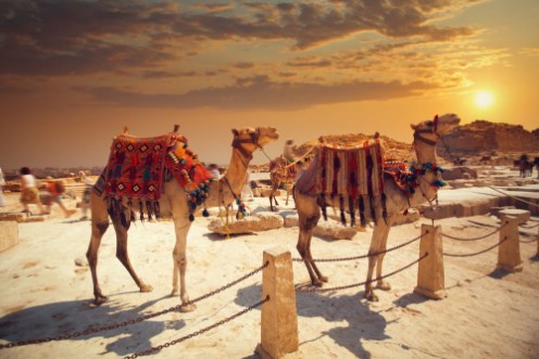 Afbeeldingen van Camel near of great pyramid in egypt