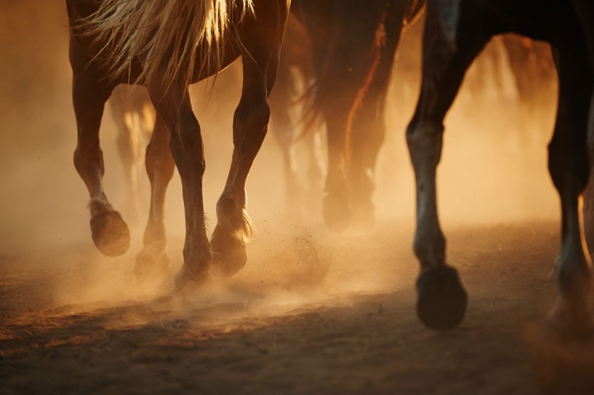 Image de Horses legs
