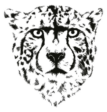 Picture of Cheetah head