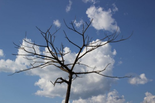 Bild på Dry tree branches against blue sky