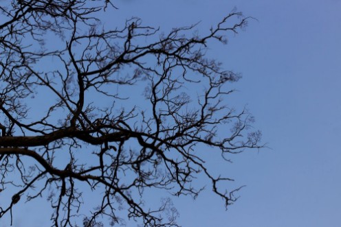 Image de Naked branches of a tree against  sky close up