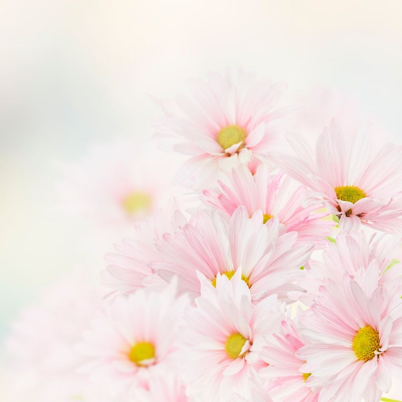 Picture of Pink Floral Background