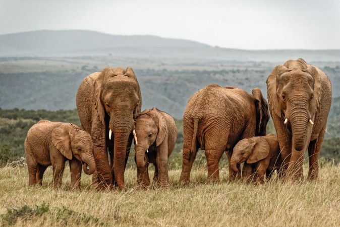 Image de Elephant Family
