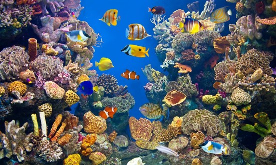 Image de Colorful and vibrant aquarium life