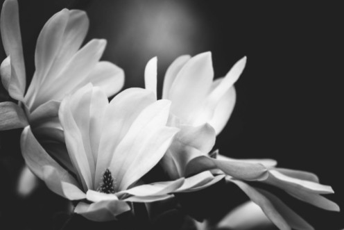 Afbeeldingen van Magnolia flower on a black background