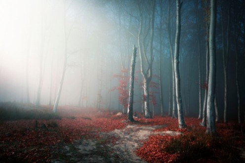 Afbeeldingen van Light through the trees in foggy forest