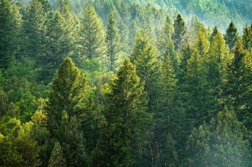Picture of Forest of Pine Trees