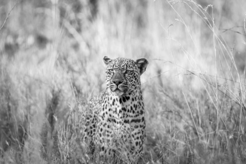 Afbeeldingen van Leopard in the grass in black and white in the Kruger National Park