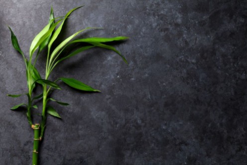 Picture of Bamboo plant over stone