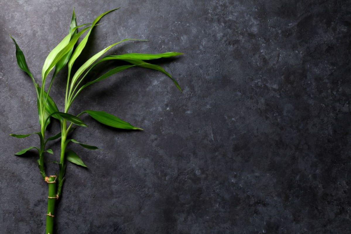 Image de Bamboo plant over stone