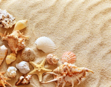 Bild på Seashells
