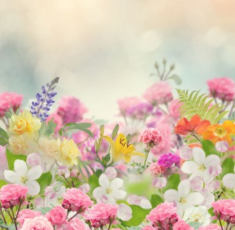 Image de Beautiful Flowers Background