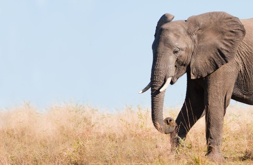 Afbeeldingen van Wild African Elephant