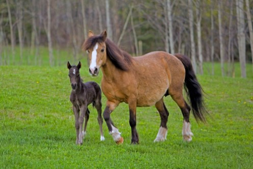 Image de Welsh Pony Mare and Foal walking in field