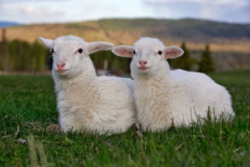 Afbeeldingen van Two Sheep sitting together in meadow