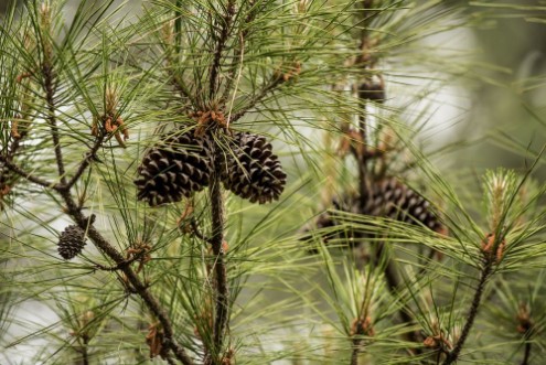 Afbeeldingen van Pine Cones in Tree