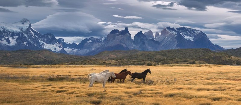 Picture of Torres del Paine National Park Patagonia Chile