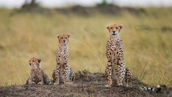Bild på Mother cheetah and her cubs in the savannah Kenya Tanzania Africa National Park Serengeti Maasai Mara An excellent illustration