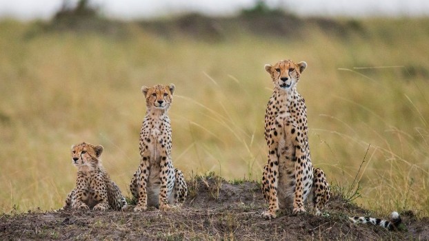 Picture of Mother cheetah and her cubs in the savannah Kenya Tanzania Africa National Park Serengeti Maasai Mara An excellent illustration