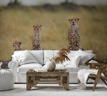 Image de Mother cheetah and her cubs in the savannah Kenya Tanzania Africa National Park Serengeti Maasai Mara An excellent illustration