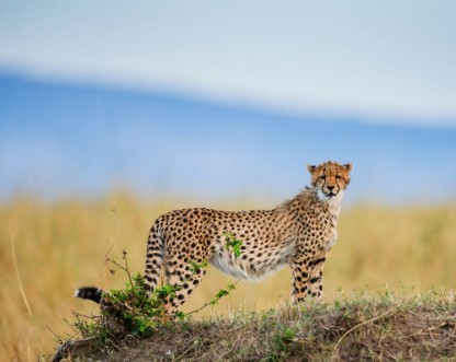 Afbeeldingen van Cheetah in the savanna Kenya Tanzania Africa National Park Serengeti Maasai Mara An excellent illustration