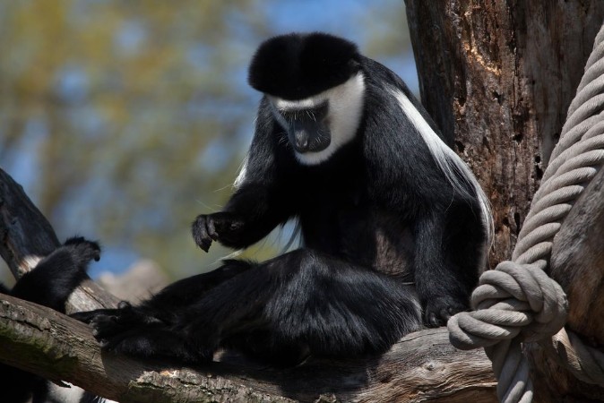 Picture of Mantled guereza Colobus guereza