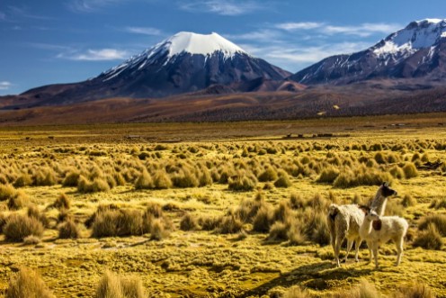 Picture of Bolivia - Parinacota