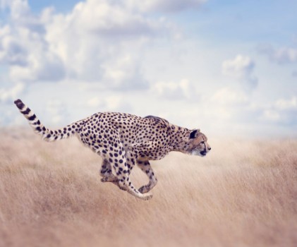 Picture of Cheetah Acinonyx jubatus Running