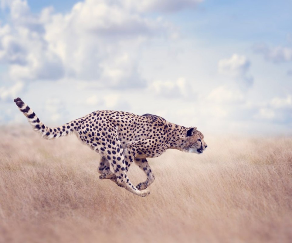 Bild på Cheetah Acinonyx jubatus Running