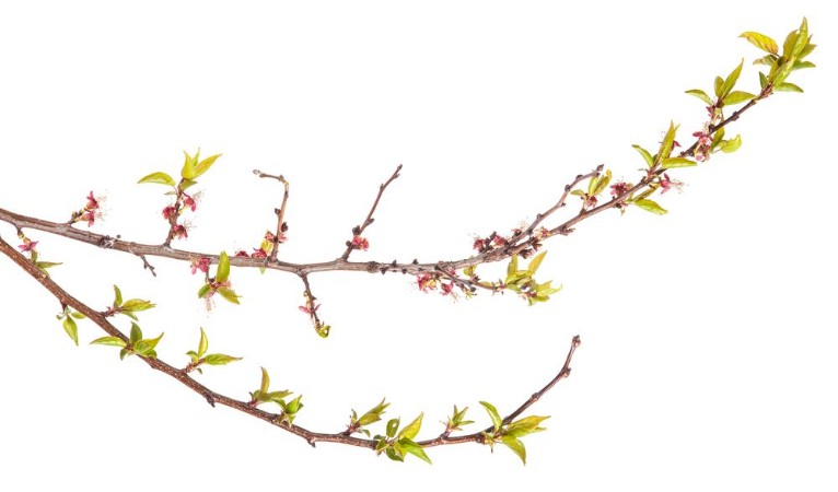 Bild på Apricot tree branch with young leaves isolated on white backgro